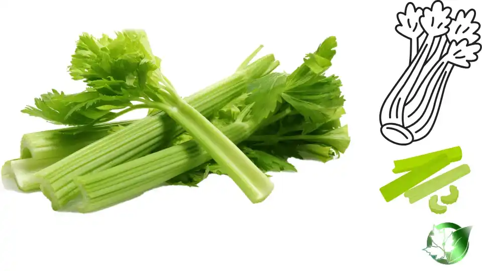 Wholesale packaging for Frozen Celery can be planned for shop-floor sales, commercial kitchens, bespoke-label, or industrial distribution.